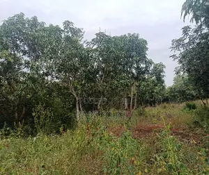 2.5 Acres Prime Land for Sale in Embu