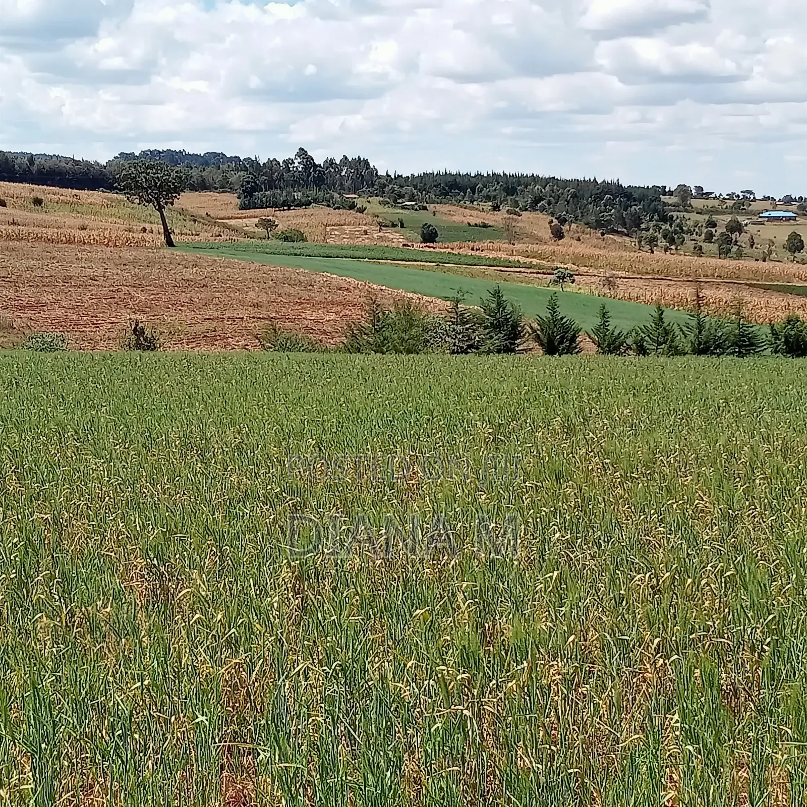2 Acres Prime Agricultural Land for Sale – Rwathia, Ndurumo, Nyandarua