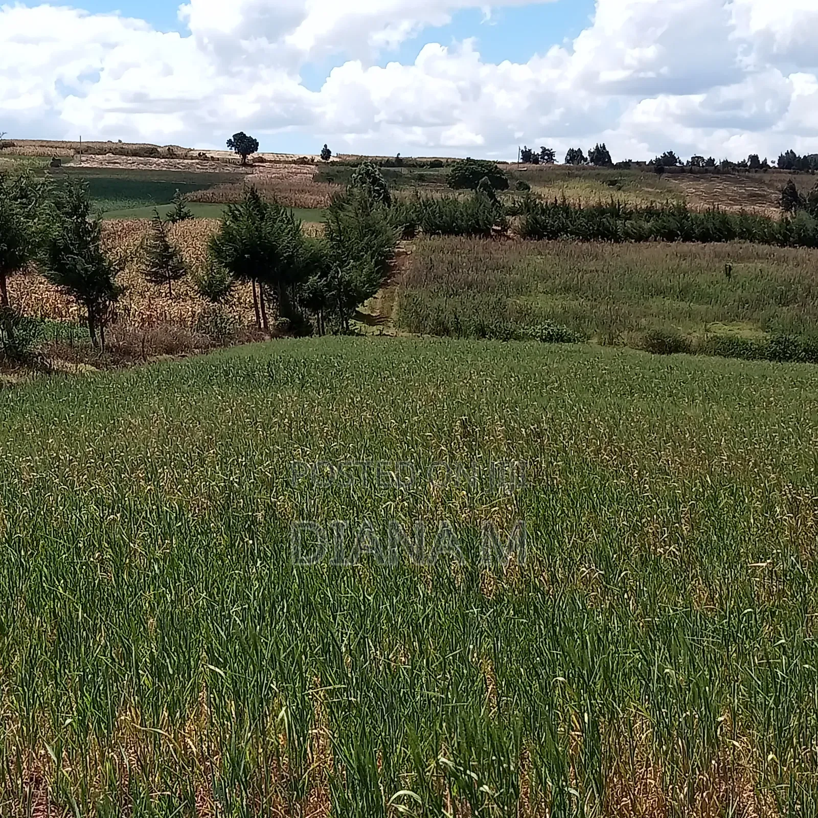 2 Acres Prime Agricultural Land for Sale – Rwathia, Ndurumo, Nyandarua