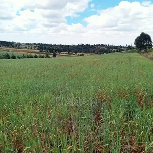 2 Acres Prime Agricultural Land for Sale – Rwathia, Ndurumo, Nyandarua