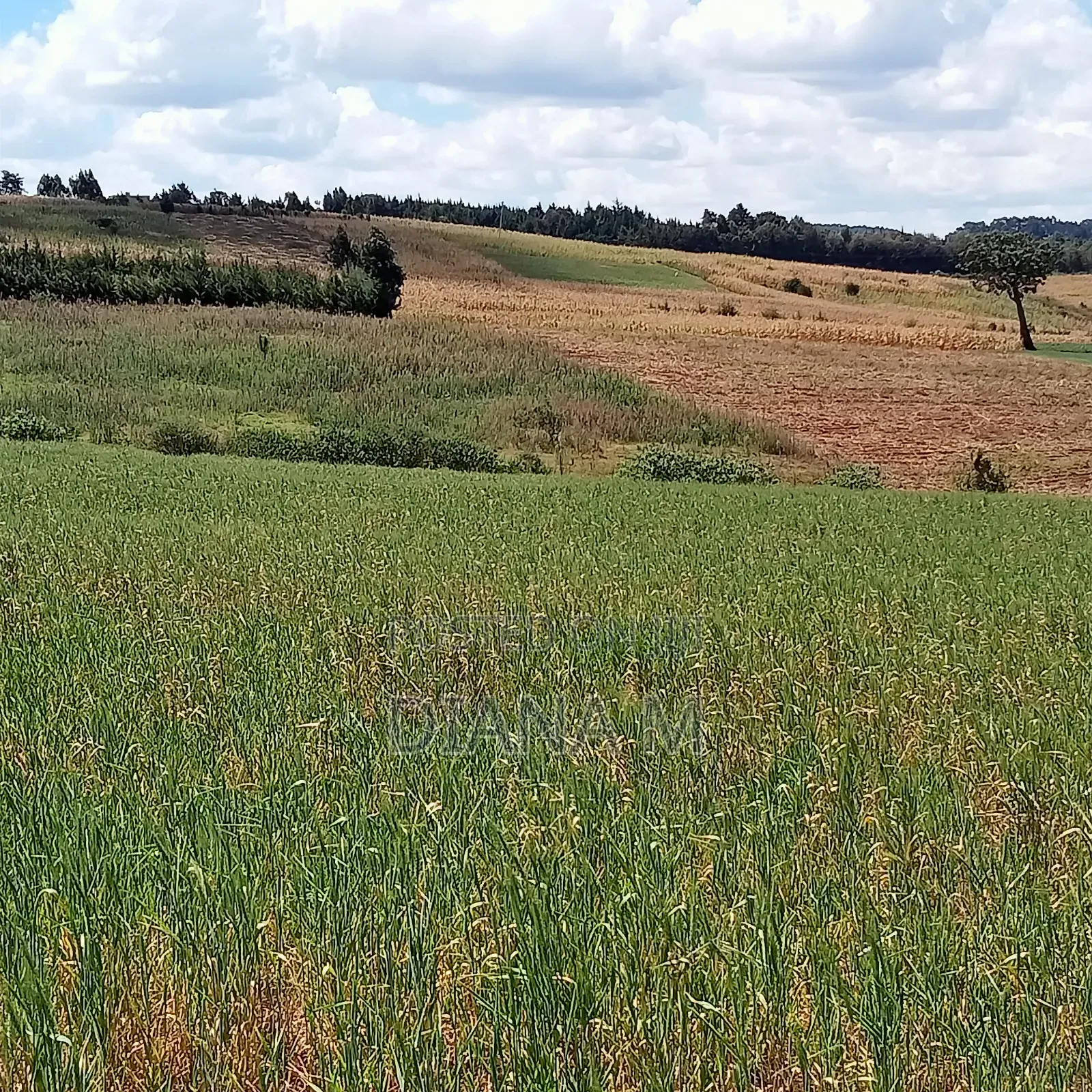 2 Acres Prime Agricultural Land for Sale – Rwathia, Ndurumo, Nyandarua