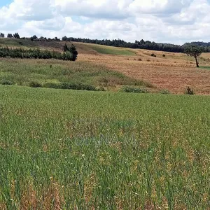 2 Acres Prime Agricultural Land for Sale – Rwathia, Ndurumo, Nyandarua
