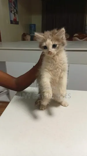 1-3 months Male Mixed Breed Tabby