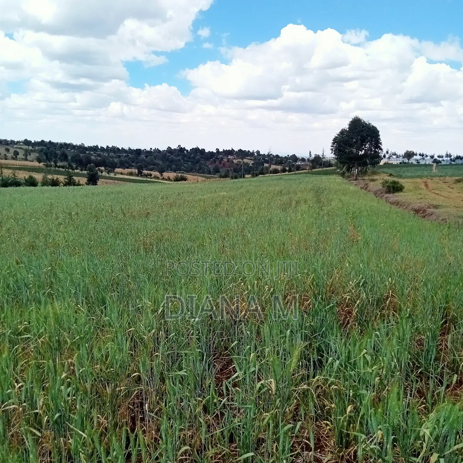 2 Acres Prime Agricultural Land for Sale – Rwathia, Ndurumo, Nyandarua