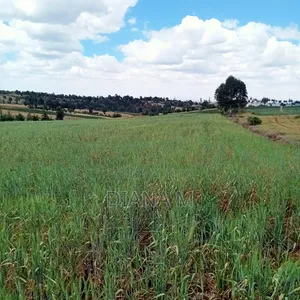 2 Acres Prime Agricultural Land for Sale – Rwathia, Ndurumo, Nyandarua