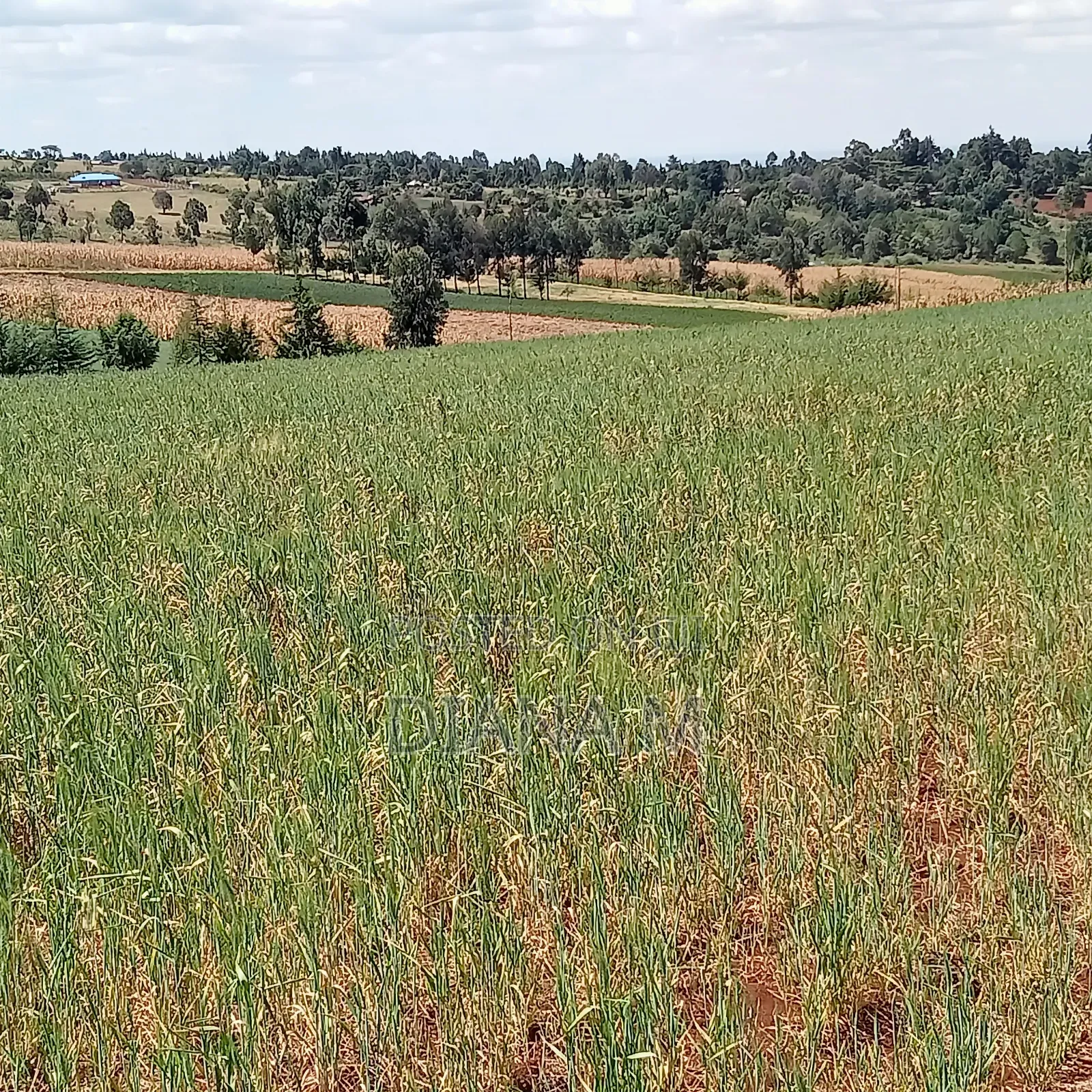 2 Acres Prime Agricultural Land for Sale – Rwathia, Ndurumo, Nyandarua
