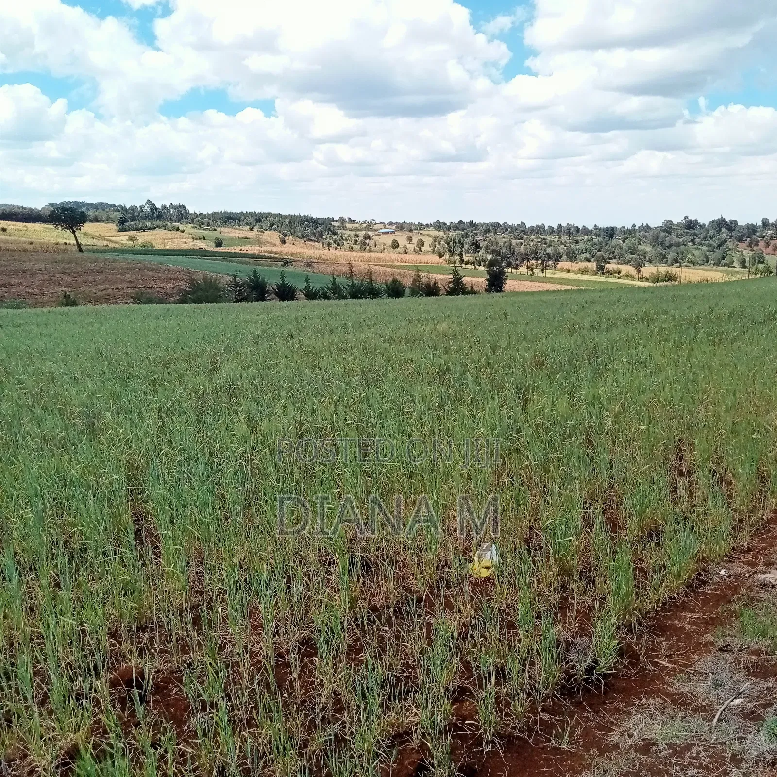 2 Acres Prime Agricultural Land for Sale – Rwathia, Ndurumo, Nyandarua