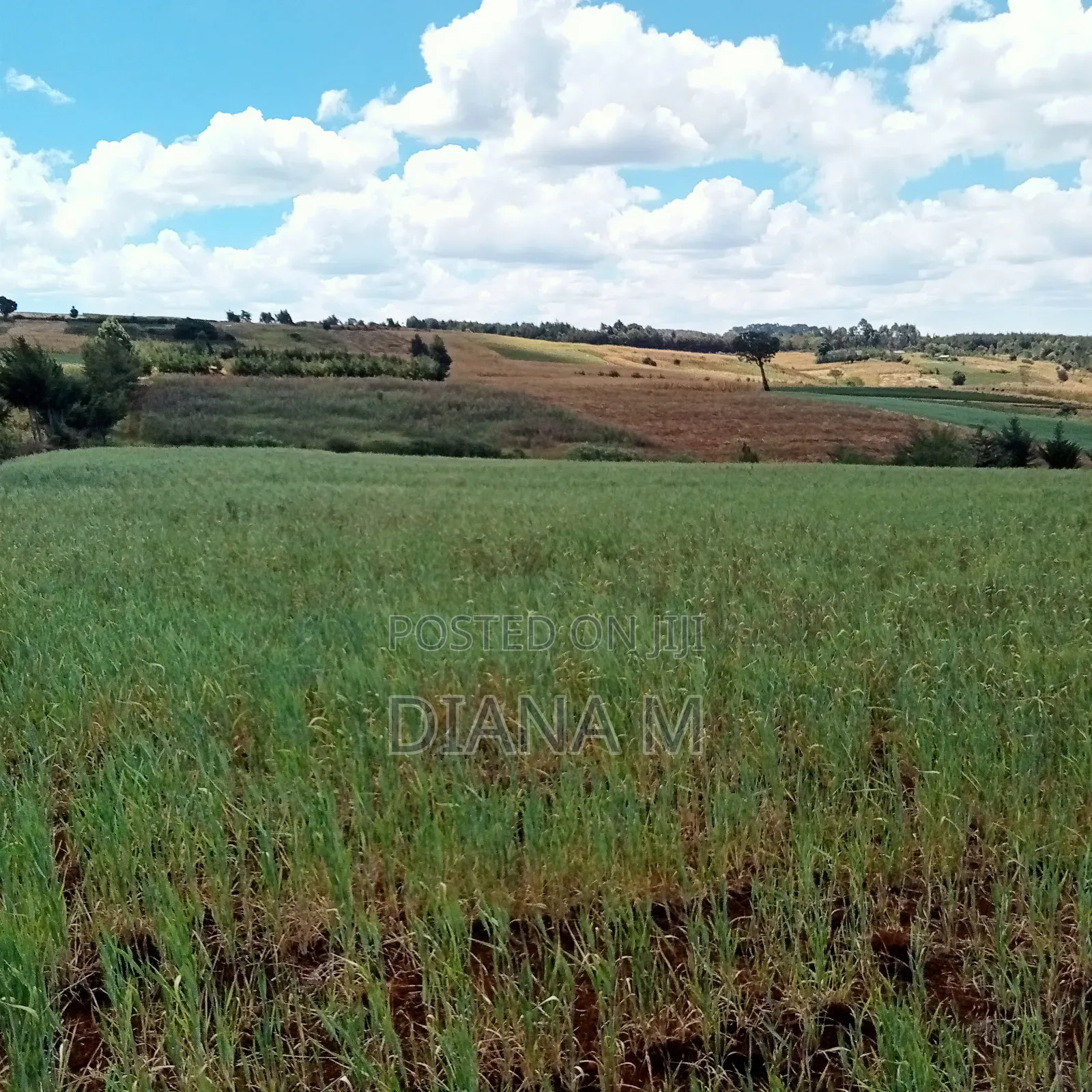 2 Acres Prime Agricultural Land for Sale – Rwathia, Ndurumo, Nyandarua