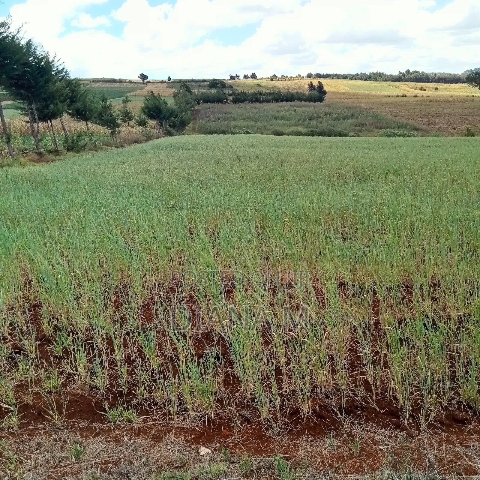 2 Acres Prime Agricultural Land for Sale – Rwathia, Ndurumo, Nyandarua