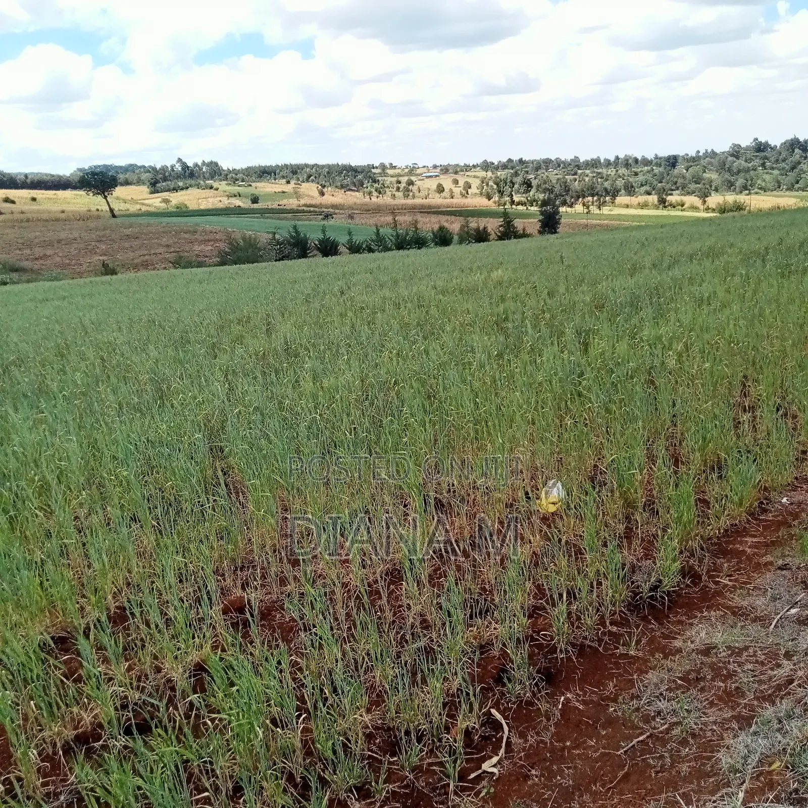2 Acres Prime Agricultural Land for Sale – Rwathia, Ndurumo, Nyandarua