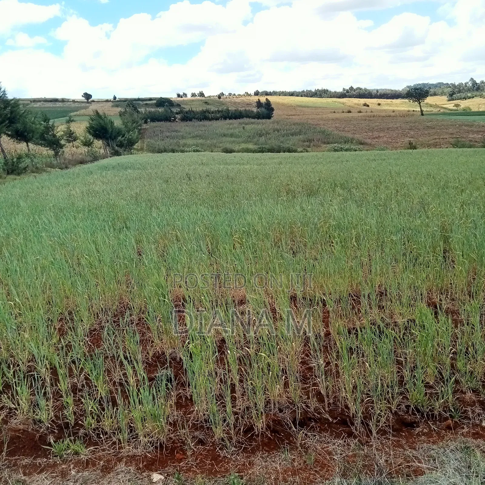 2 Acres Prime Agricultural Land for Sale – Rwathia, Ndurumo, Nyandarua
