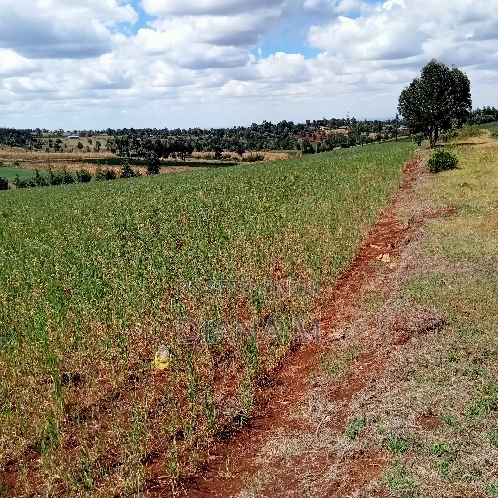 2 Acres Prime Agricultural Land for Sale – Rwathia, Ndurumo, Nyandarua