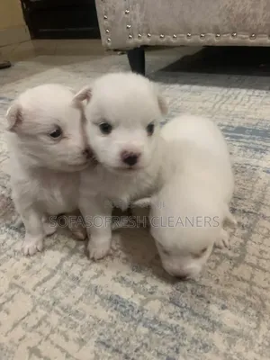 1-3 months Male Purebred Chihuahua