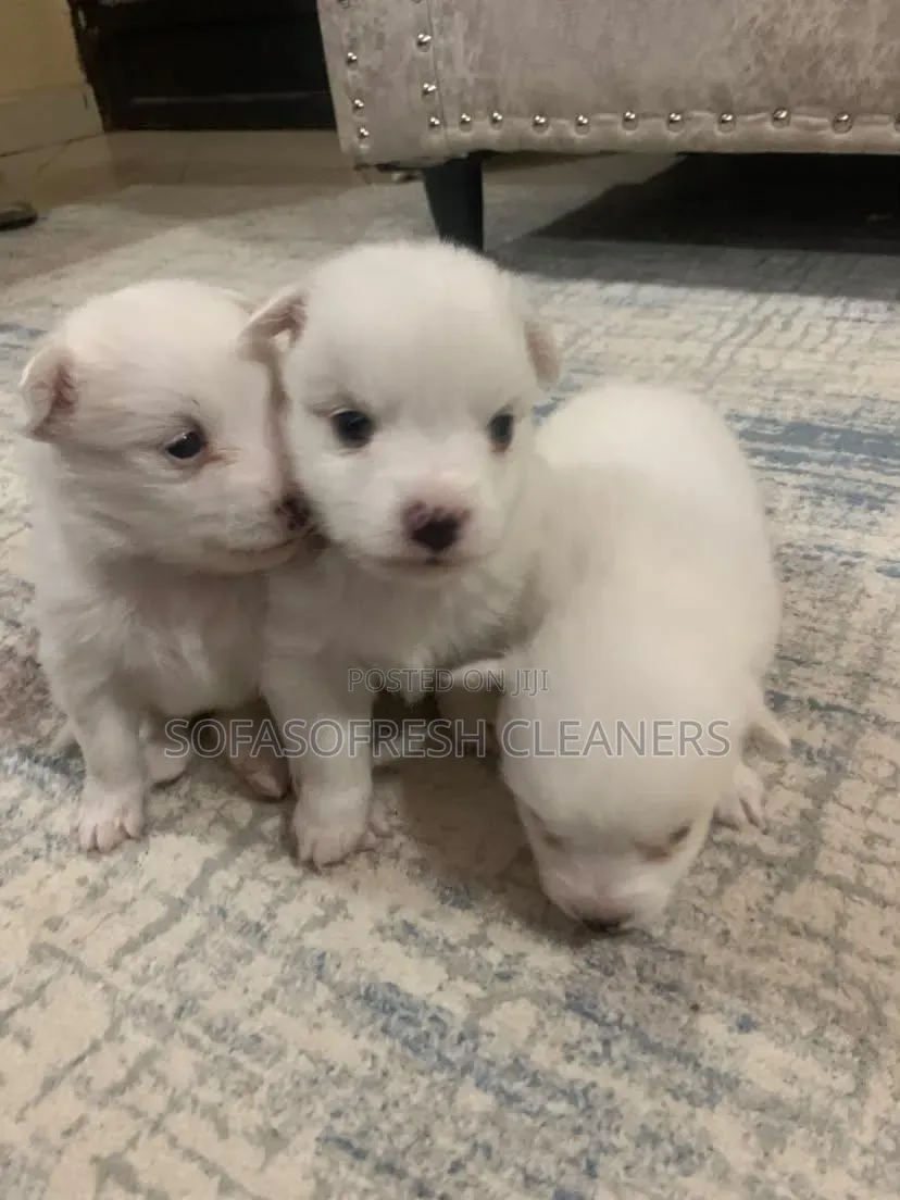 1-3 months Male Purebred Chihuahua