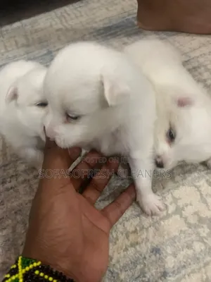 1-3 months Male Purebred Chihuahua