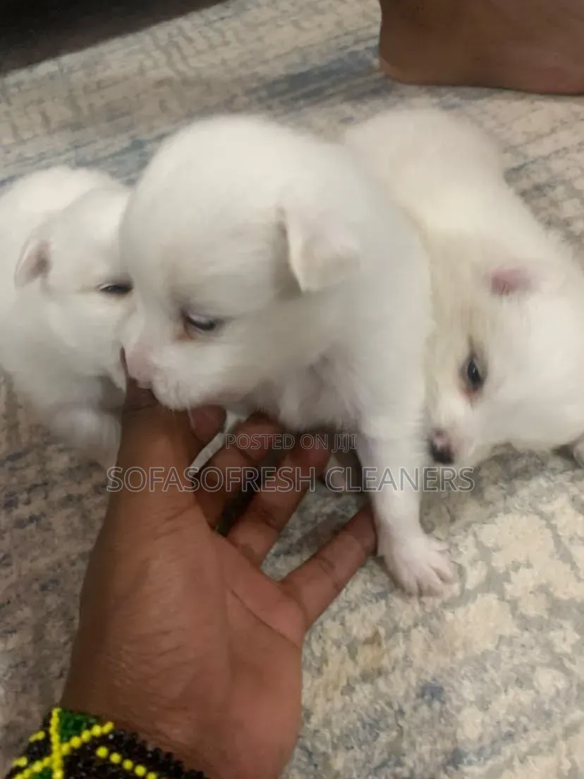 1-3 months Male Purebred Chihuahua