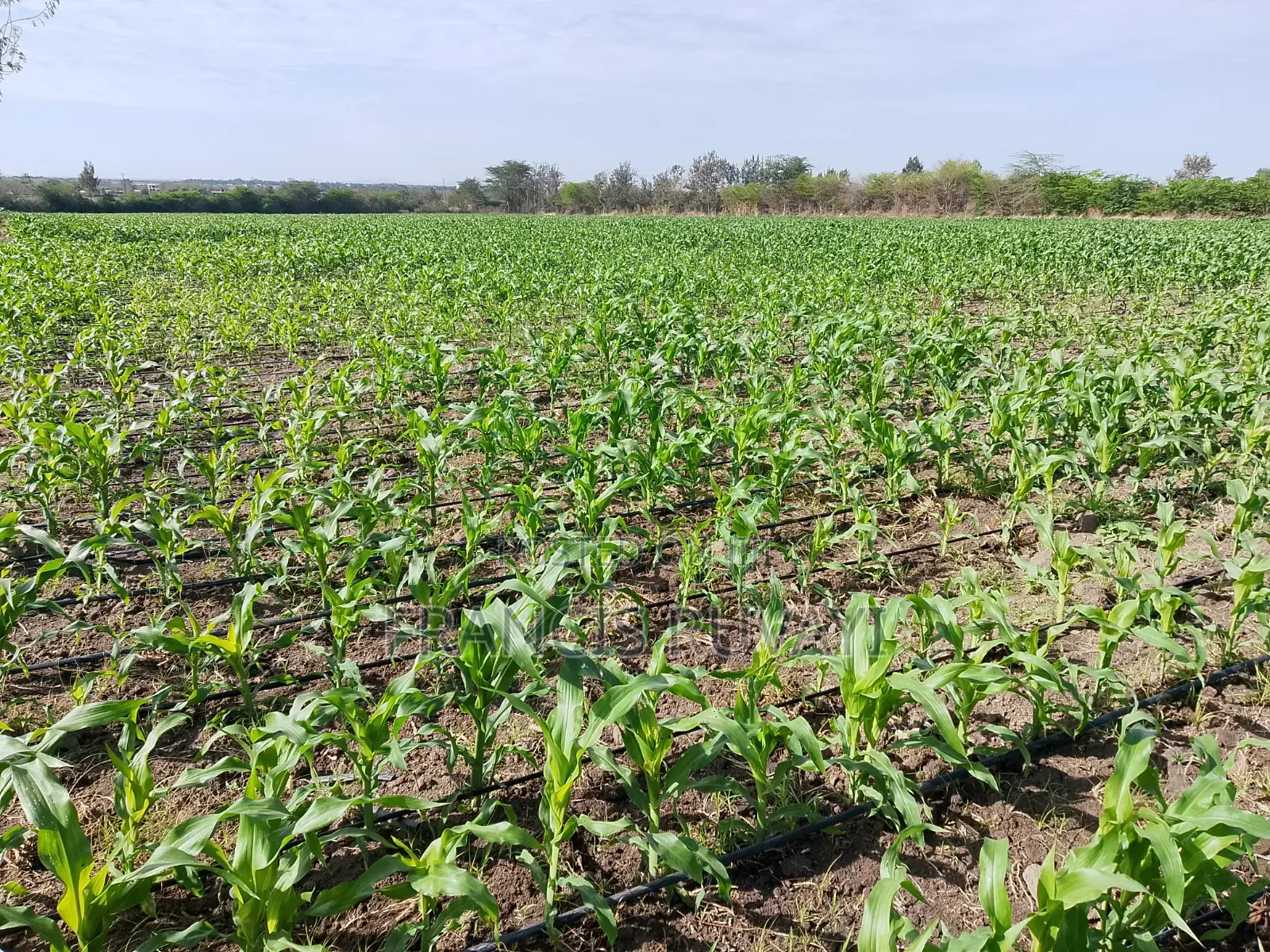 20acres of Land in Kisaju for Sell