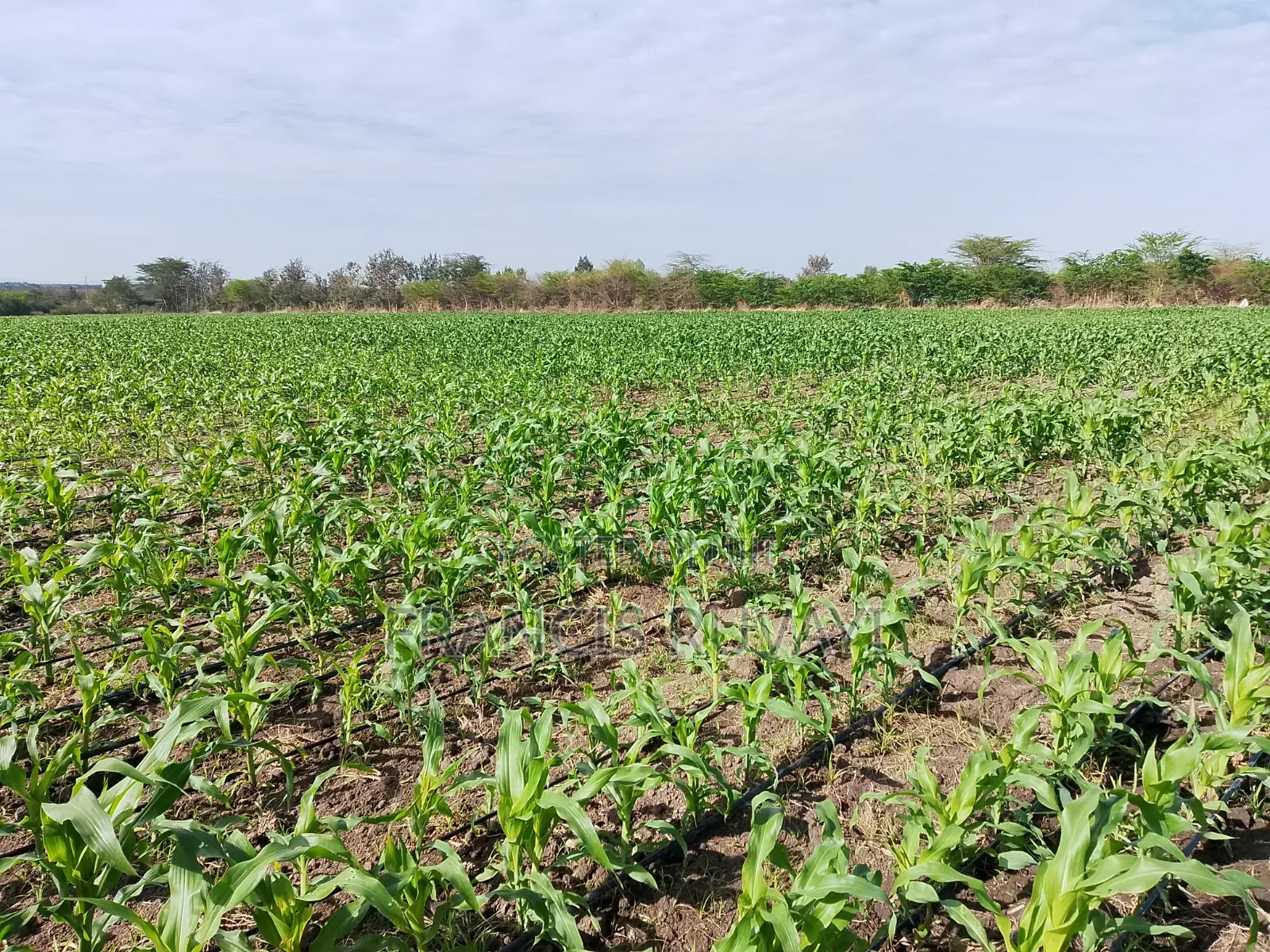 20acres of Land in Kisaju for Sell