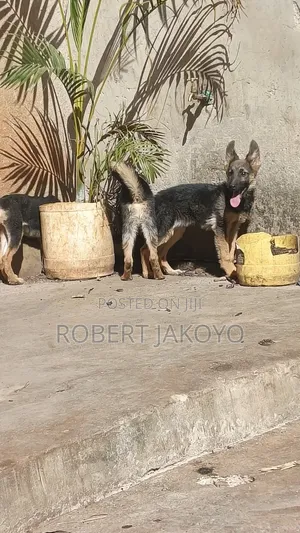 1-3 months Female Purebred German Shepherd