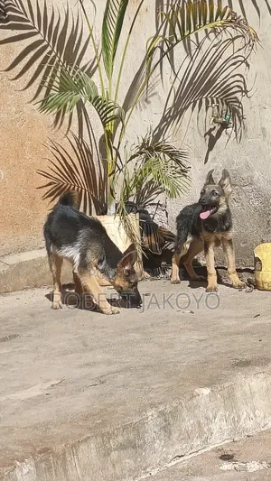 1-3 months Female Purebred German Shepherd