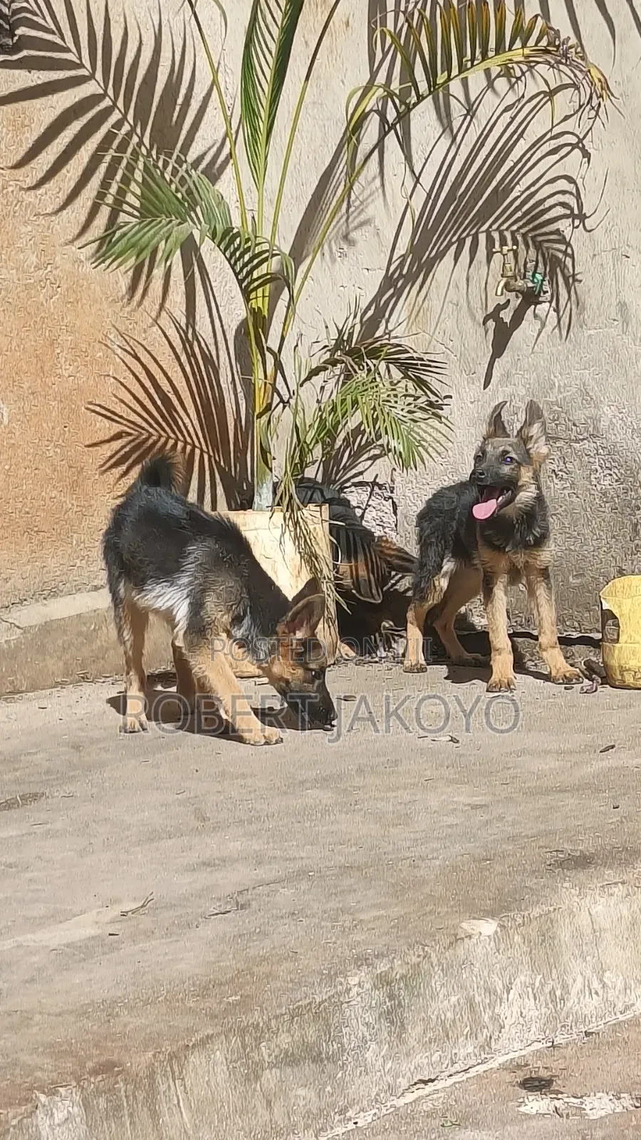 1-3 months Female Purebred German Shepherd