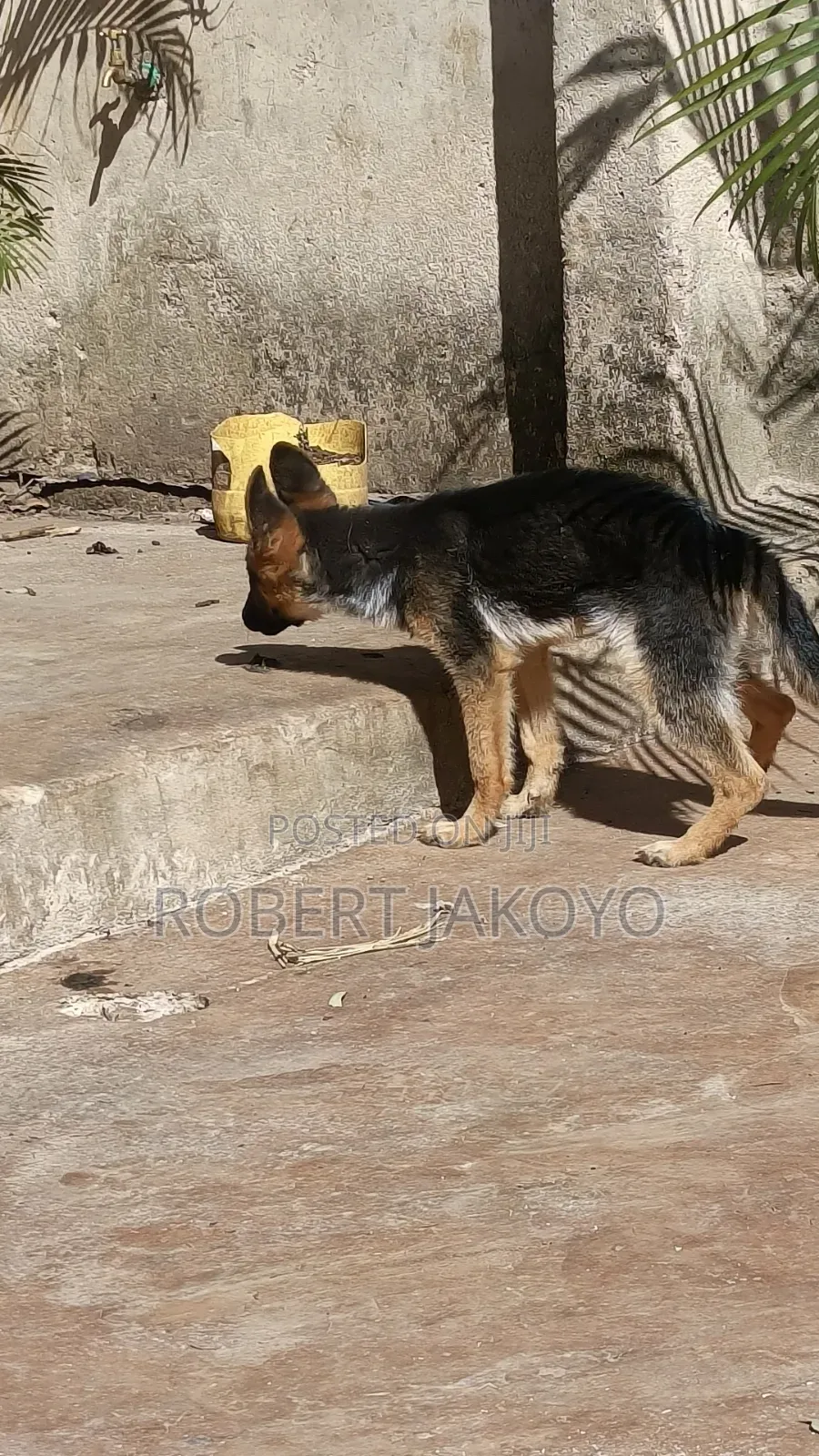 1-3 months Female Purebred German Shepherd