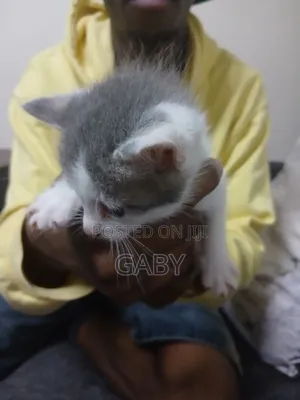 1-3 months Female Mixed Breed Tabby