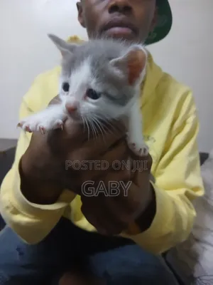 1-3 months Female Mixed Breed Tabby