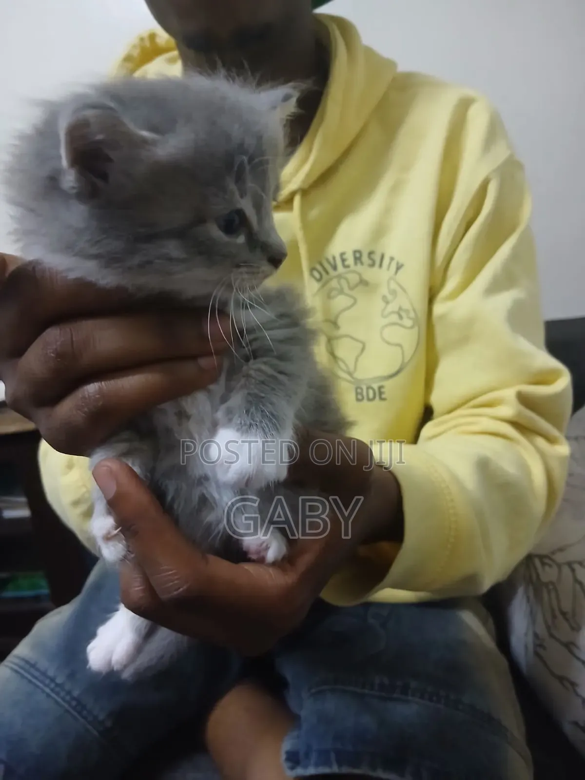 1-3 months Male Mixed Breed Tabby