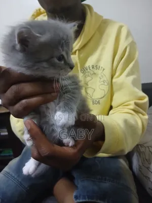1-3 months Male Mixed Breed Tabby