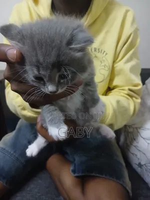1-3 months Male Mixed Breed Tabby
