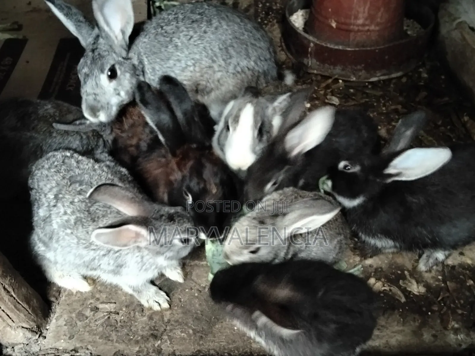 Healthy Rabbits for Sale -Langata Southlands Estate