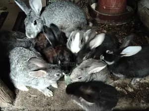 Healthy Rabbits for Sale -Langata Southlands Estate