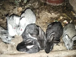 Healthy Rabbits for Sale -Langata Southlands Estate