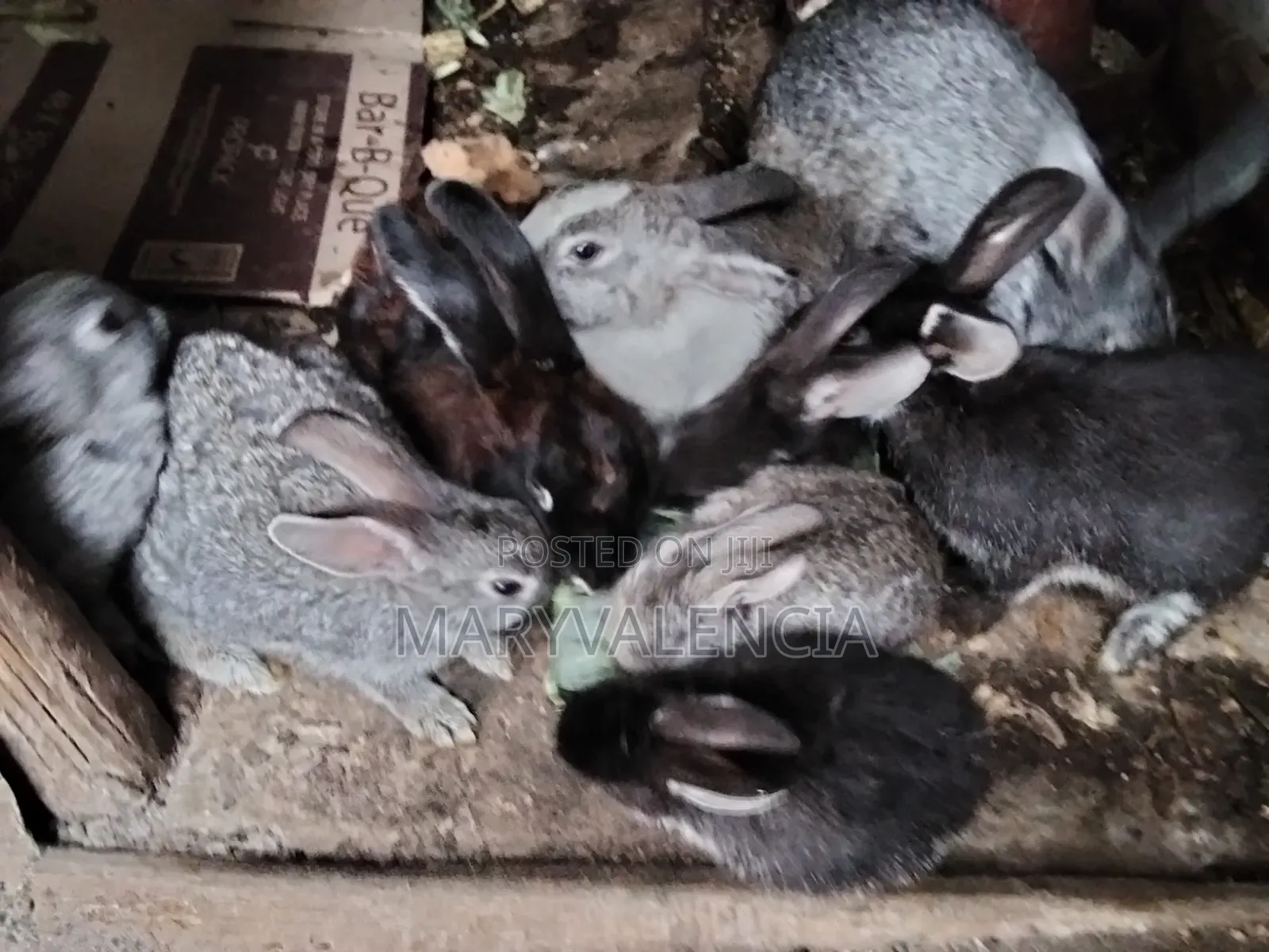 Healthy Rabbits for Sale -Langata Southlands Estate