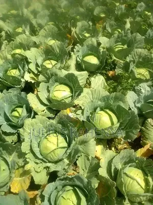 Cabbages Gloria F1