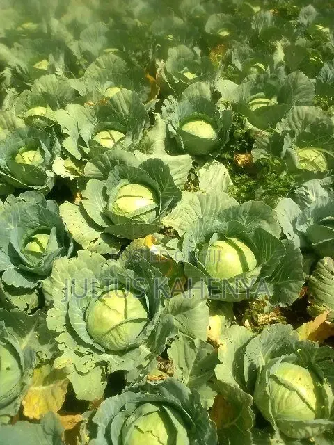 Cabbages Gloria F1