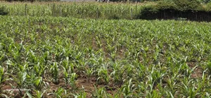 Prime 15 Acres Land for Sale in Kitengela