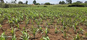 Prime 15 Acres Land for Sale in Kitengela
