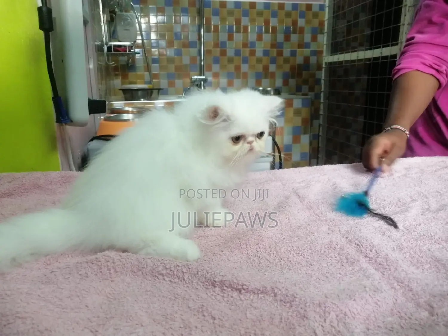 1-3 months Female Purebred Persian