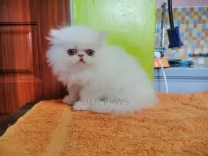 1-3 months Female Purebred Persian