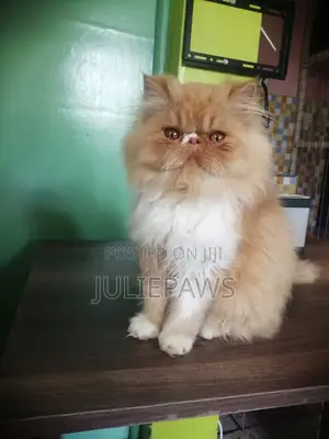 1-3 months Female Purebred Persian