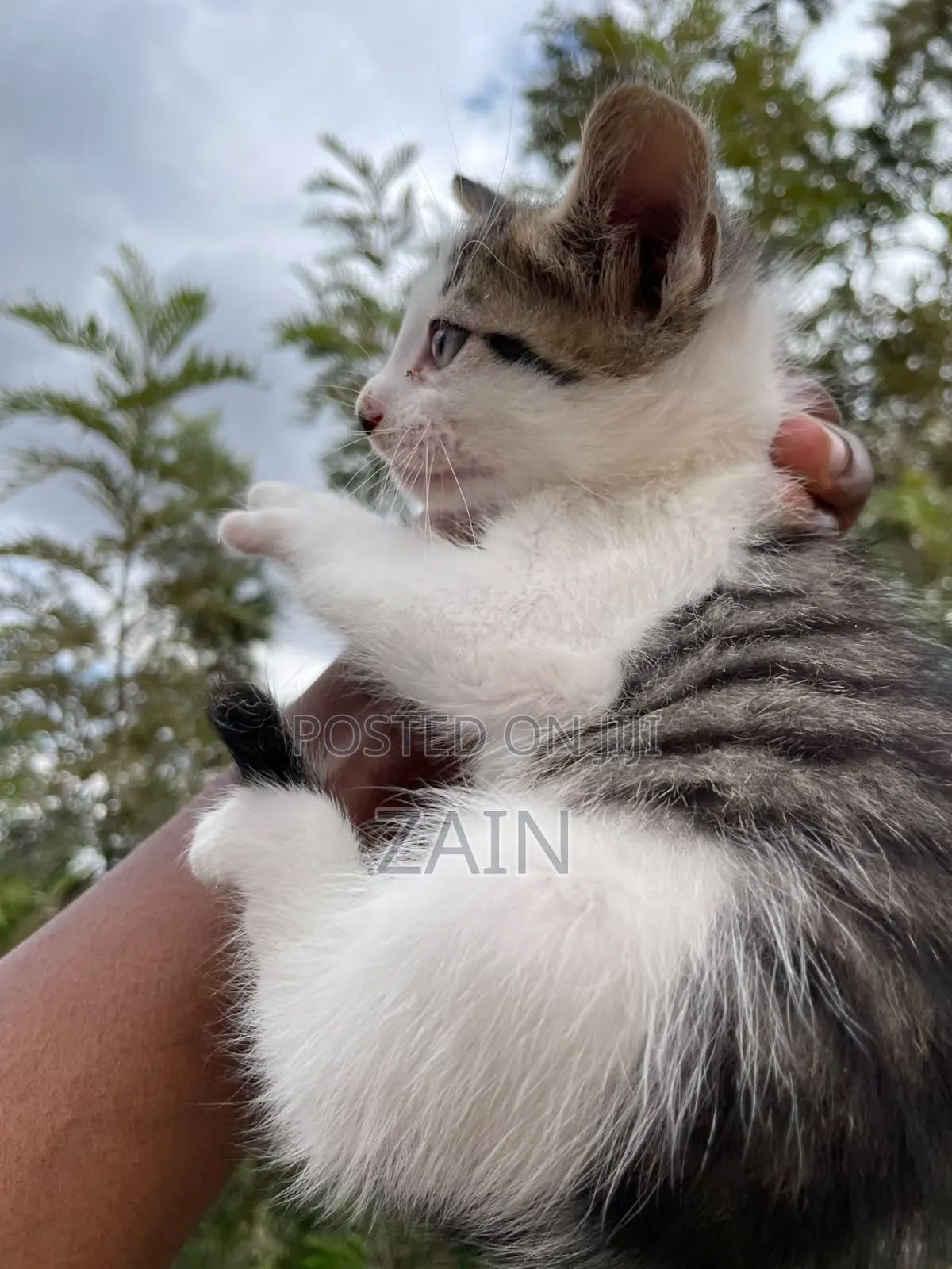 1-3 months Female Mixed Breed American Shorthair