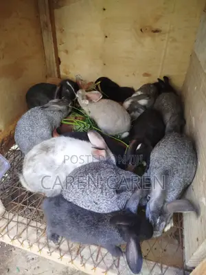 Hibreed Rabbits for Sale