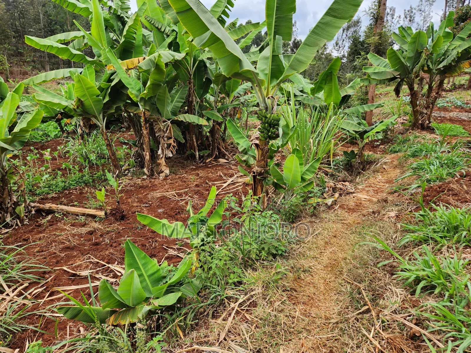 Gatundu [ Muthiga ] 1.5 Acre Land