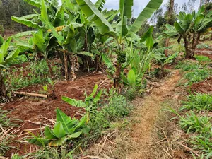 Gatundu [ Muthiga ] 1.5 Acre Land