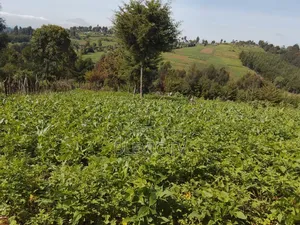 Land on Sale