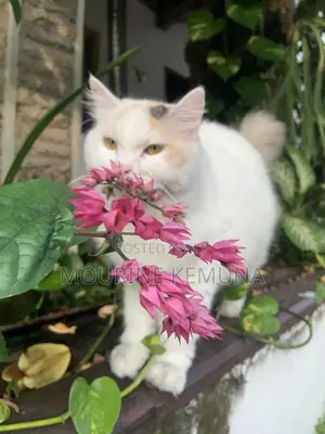 1-3 months Female Mixed Breed American Shorthair