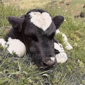 High Breed Heifer Calf