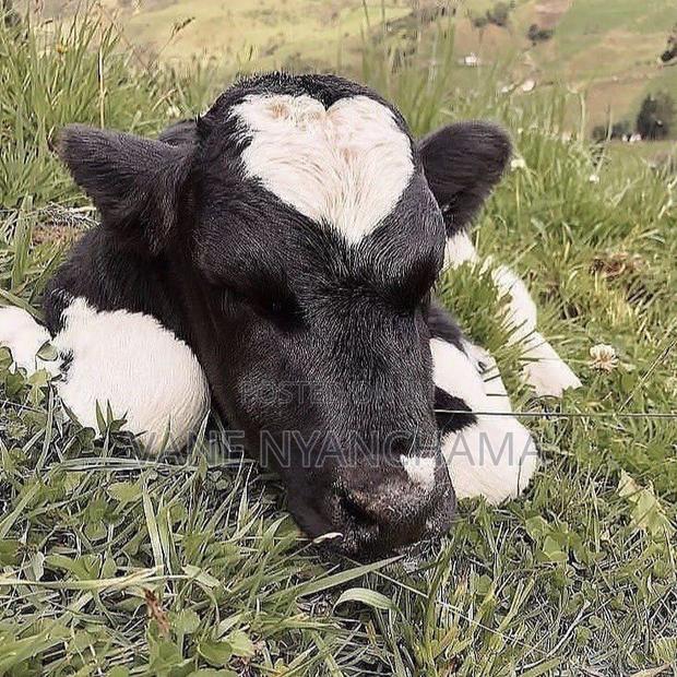 High Breed Heifer Calf - main view